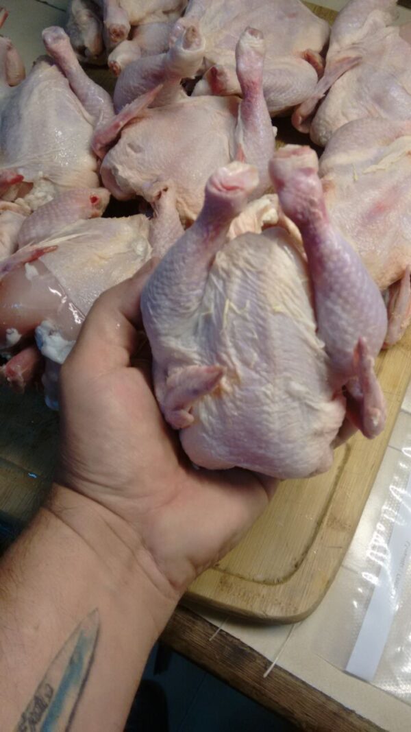 pollo de grano